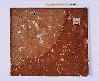 乾隆四十五年（1780）岸裡社潘兆仁與許愧吾、潘兆敏與王文瑄立議納約字（請收租字）藏品圖，第1張